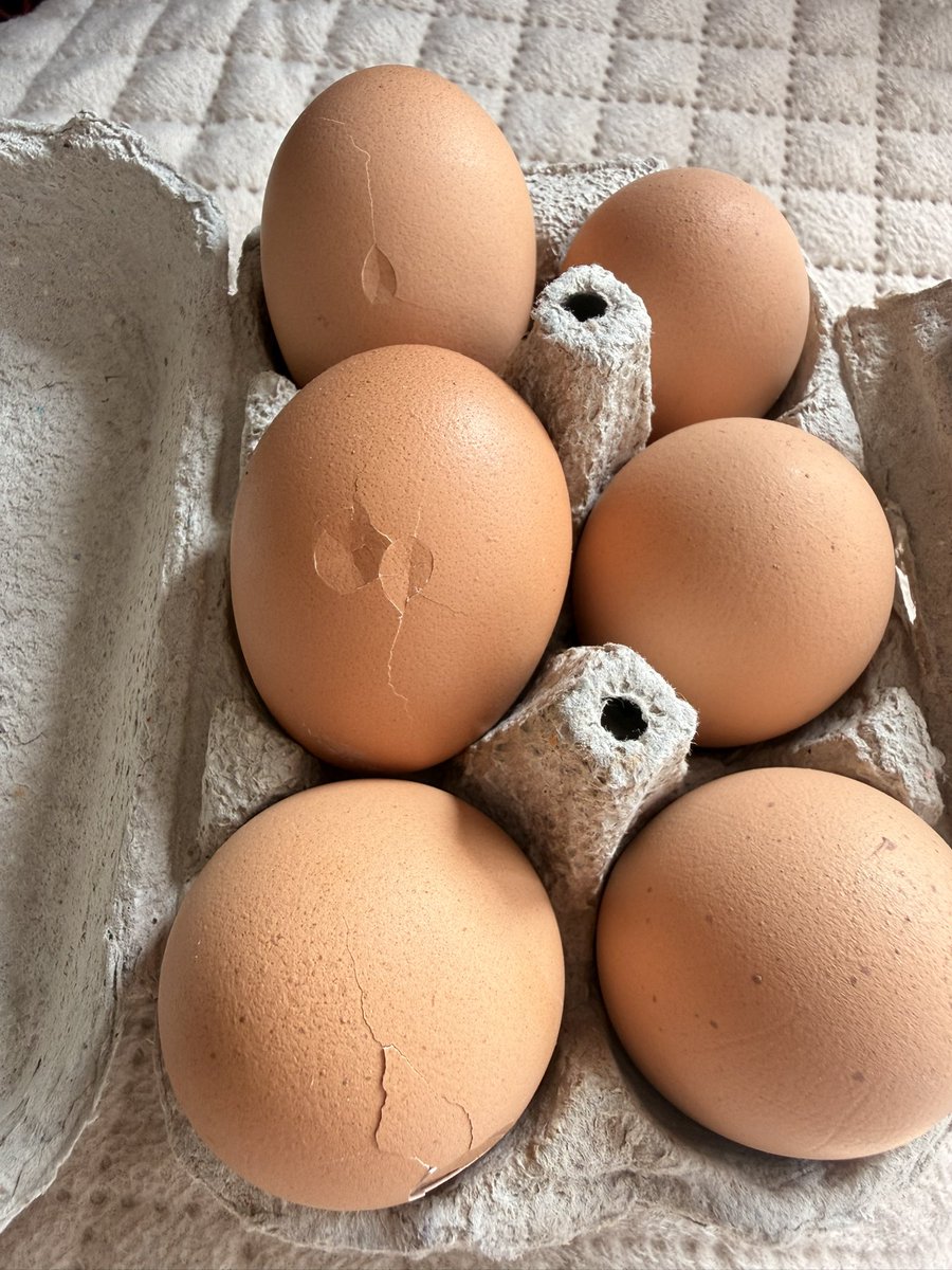TravelSeeWrite's tweet photo. I am constantly facing bad experience with @ZeptoNow . They are consistently, without fail, delivering bad products. First it was near expiry products, then bad quality, now damaged products. 8/10 times I have received damaged / rotten products be it eggs, bread, vegetables or any grocery items. 

I DON’T want your refund, i simply want you to deliver quality products. Quick commerce is to make our life easier not to make us fall sick. I switched from @letsblinkit but @ZeptoNow is worse or same as the former.

We need strict food regulations @MoHFW_INDIA @fssaiindia . India really needs many more administrators like 
@Tukaram_IndIAS 

@ZeptoNow