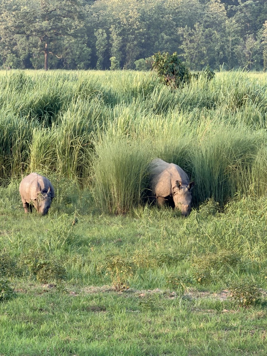 _AKKaushik's tweet photo. विलुप्ति के संकट से संरक्षण की सुरक्षित 🦏
आज असम दुनिया के करीब 80% एक सींग वाले गैंडों का घर है, वहीं पश्चिम बंगाल और उत्तर प्रदेश में भी इनके सुरक्षित प्राकृतिक आवास हैं।

आइए, इस #WorldRhinoDay पर इनके संरक्षण के प्रति अपनी जिम्मेदारी को समझें और रक्षा का संकल्प लें। https://t.co/KUl1cJKFZX