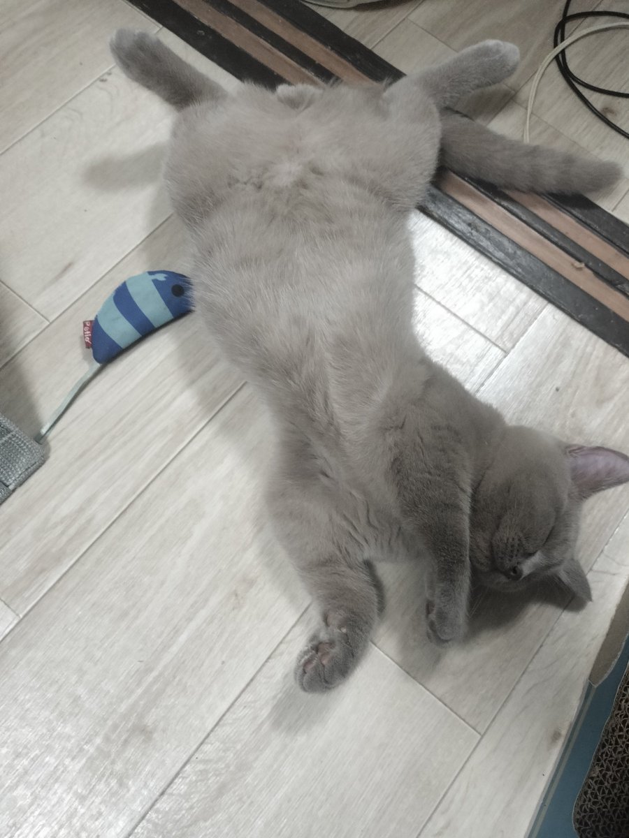 macchaniconico1's tweet photo. 野生を知らない猫はこうなる https://t.co/eEms008wA7