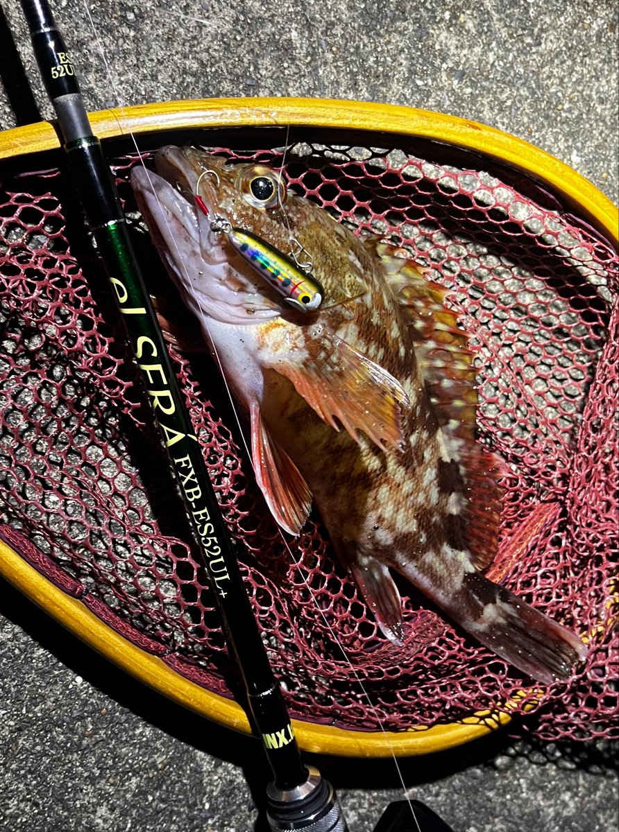 kijinabe2's tweet photo. 初場所開拓
何気に初場所なメジャーポイントにエントリー
今宵はエル・セーラで。
トップ、ミッドレンジには反応なく、ボトムの釣りを堪能
��サゴが釣れ続くなか、良型のメバルが出てきてくれました。
#エル・セーラ
#IRCT
#アミコンHS
#ボトムノックスイマー https://t.co/Dm8QQLs72H