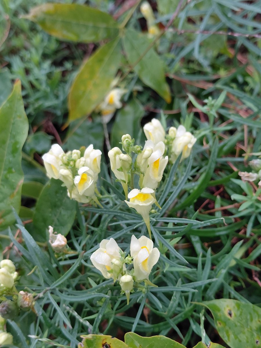 sunflower765277's tweet photo. For #WildflowerWednesday, a photo of this yellow toadflax (Linaria vulgaris). I've seen this beautiful plant still flowering all over the place, brightening up the roadsides. What a great plant. Have a lovely day! 🌼🏵️🌾🌿

​#Wildflowers #Flowers #FlowerPhotography https://t.co/GNmFqu77sV