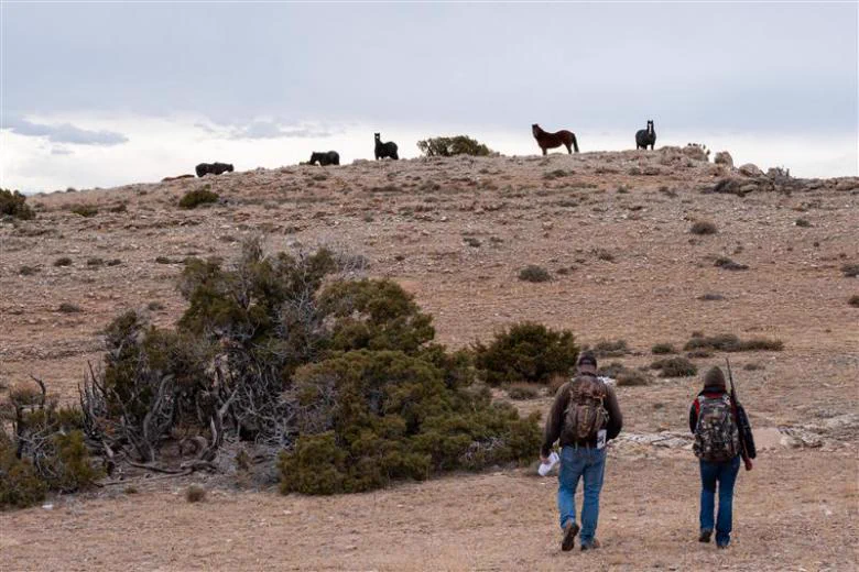 Two people walk across a dry, rocky landscape toward a ridge where several wild horses stand against a cloudy sky.