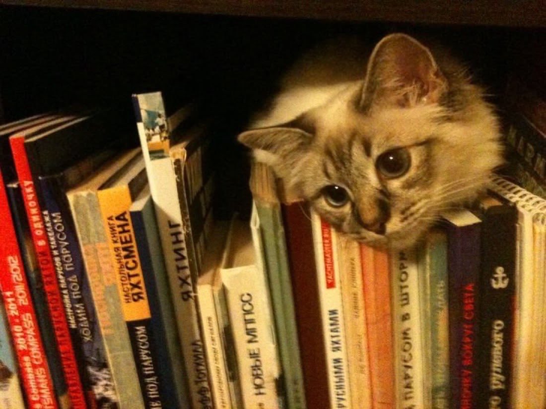 bookishcatsy's tweet photo. #cr: the ministry of time .ᐟ https://t.co/eXkphrnX8z