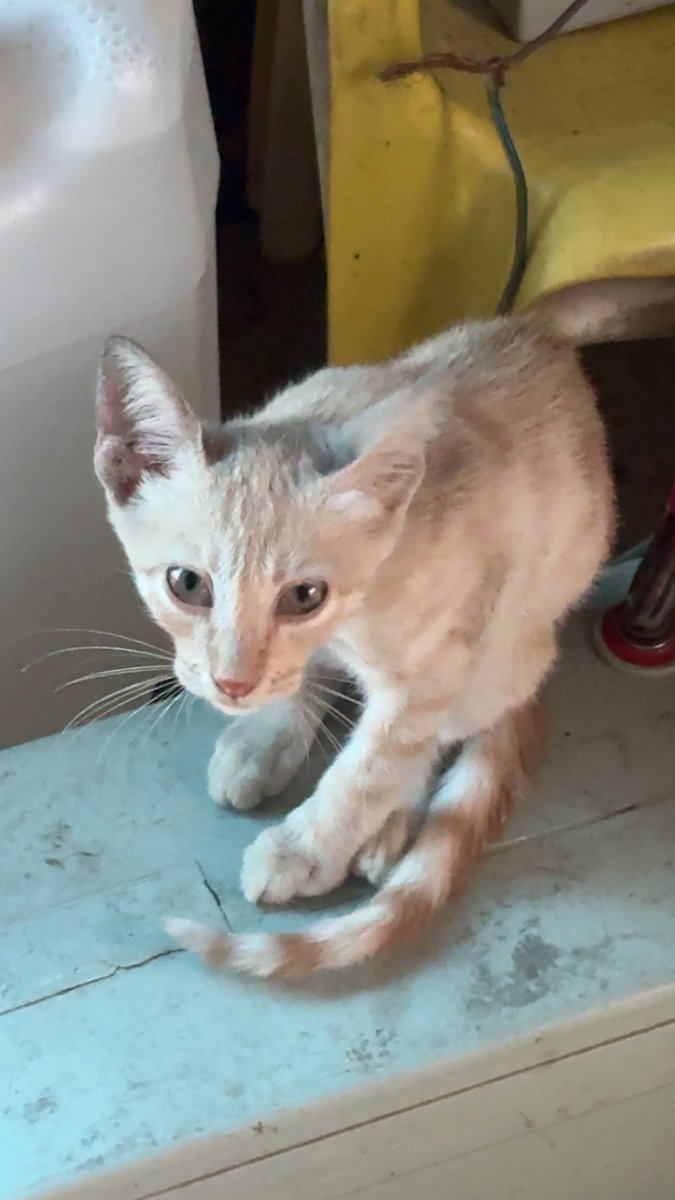 Mo7mmd30's tweet photo. My cats and i are still alive in Gaza.🇵🇸

If you see this photo, please don't scroll past in silence.

Write anything - even a single dot means so much to us and reminds us that we are not alone.🥹💔🙏 https://t.co/KBeF7If8ok