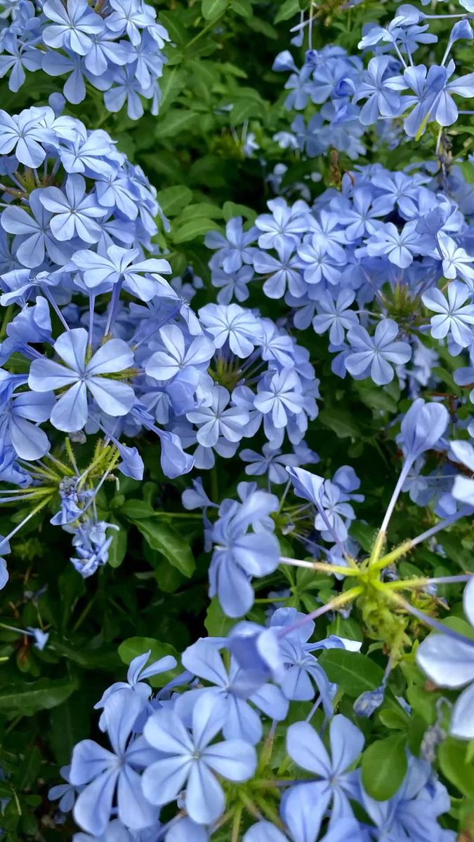 TheBiotaDiary's tweet photo. From Australian ground, Pretty plumbago is found 💙

#plumbago #flower #diary https://t.co/v3vlwctCRJ