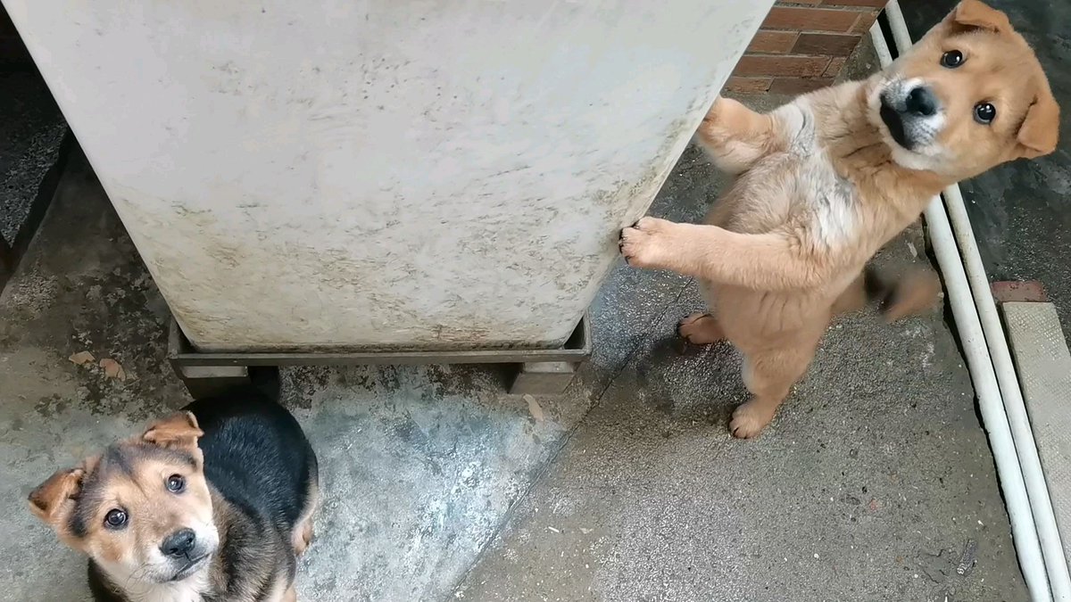 StevieB23062010's tweet photo. My little furball hit 6 months old today!  Look how she went from a tiny wobbly pup to a zooming, treat-obsessed little chaos gremlin—growth never gets old https://t.co/hYS2ytfOPH