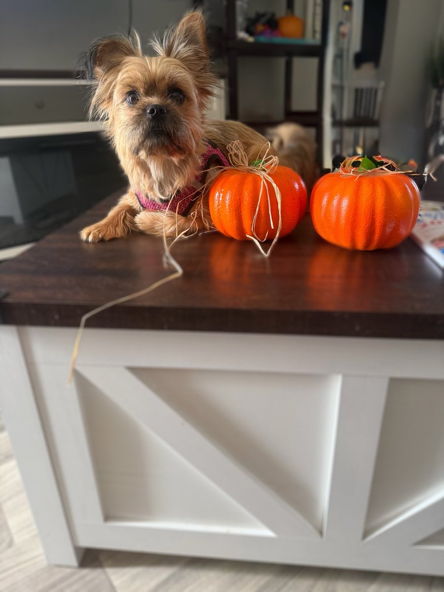 odderpops1's tweet photo. My little Maggie can’t wait for her first Halloween! https://t.co/JAxo9Ci7SZ