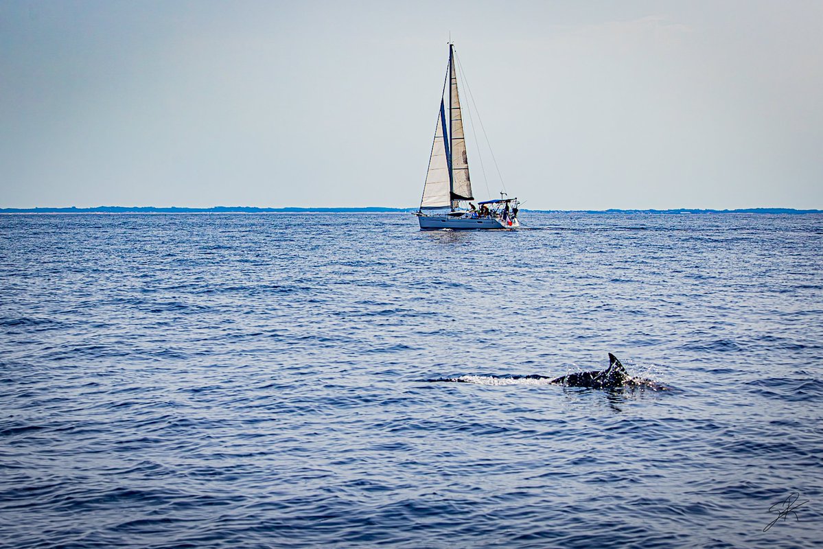KyonyxPhoto's tweet photo. Série "Ma Rencontre avec les dauphins"

----
Reportage disponible sur mon site 
https://t.co/z9OtV0AonQ
et diffusé à l'international par Hans Lucas 
----

#dauphins #dolphins #dauphin #dolfin
#wildlifephoto https://t.co/TAoscA6634