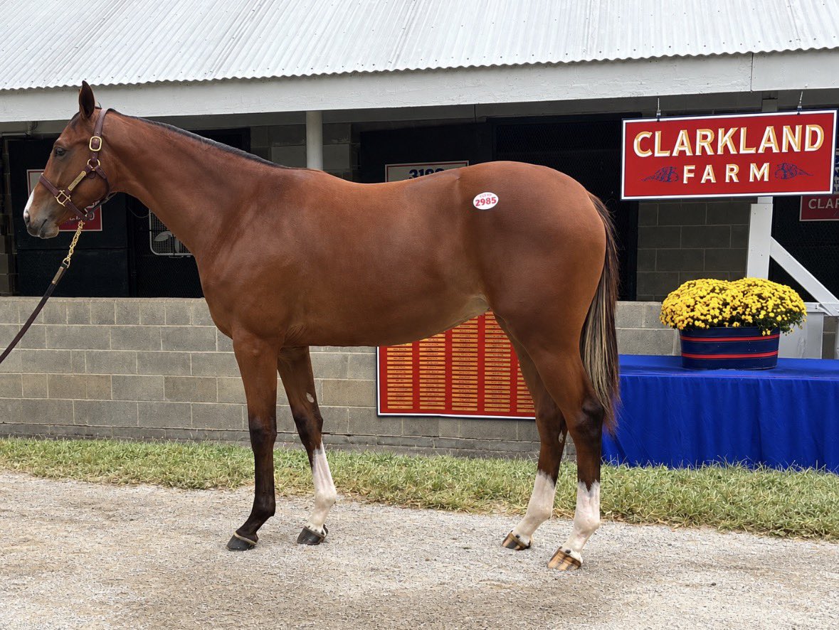 ClarklandFarm's tweet photo. 🔥 HIP 2985 🔥

A pedigree you’ll want to know! 🐎

She’s a half-sister to BLING &amp; TICKIN TIME BLONDE, both $100K+ earners — with BLING also earning a 🥉 3rd-place finish in the Breeders’ Cup!

Come take a look at Hip 2985 at Clarkland Farm!

#KeeSept #KeenelandSales https://t.co/2EtAtc5OGc