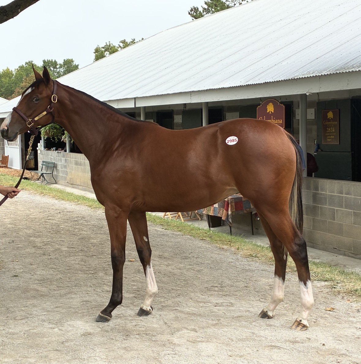 ClarklandFarm's tweet photo. 🔥 HIP 2985 🔥

A pedigree you’ll want to know! 🐎

She’s a half-sister to BLING &amp; TICKIN TIME BLONDE, both $100K+ earners — with BLING also earning a 🥉 3rd-place finish in the Breeders’ Cup!

Come take a look at Hip 2985 at Clarkland Farm!

#KeeSept #KeenelandSales https://t.co/2EtAtc5OGc