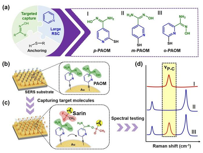 JPZanders's tweet photo. #ChemicalWeapons #Detection #Research #China 
Researchers develop portable sensor for rapid detection of sarin 
https://t.co/MLYFHPDaV2

[...]
In this study, the researchers combined SERS technology with a molecular probe designed to selectively capture OP agents. The probe, pyridylamidoxime-mercapto (PAOM), contains an oxime group that reacts with the target molecules, while a thiol group helps attach the probe to the gold surface of the SERS chip. A pyridine ring also enhances the Raman signal, making small amounts of the target easier to detect.
[...]