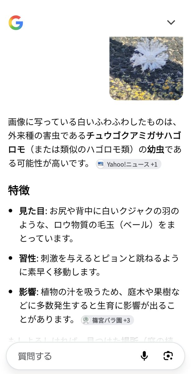 tomo3saka's tweet photo. 外来種の害虫らしい。がっかり。 https://t.co/c960PPGlak