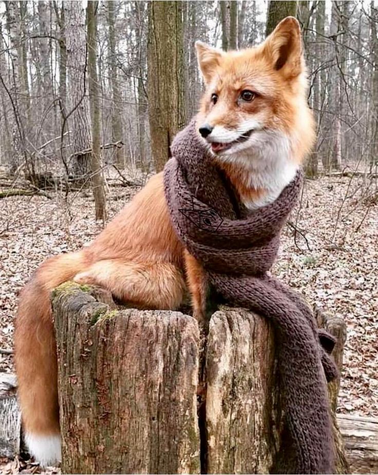 TheFoxLife's tweet photo. https://t.co/327xJCpjik