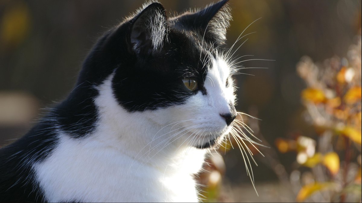 BungandZip's tweet photo. @Hedgewatchers Our dear friend Sox, we are thinking about you, all our love Zippy, Freddie and Brodie ❤️❤️❤️ #pawcircle #Hedgewatch https://t.co/4Gw62Cul81