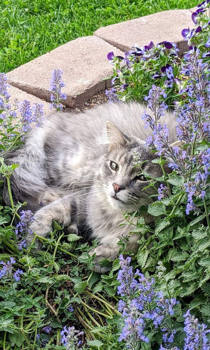 TheBiotaDiary's tweet photo. Catmint triggers a temporary euphoric or relaxing reaction in cats because it contains a chemical called nepetalactone 🐈🐈‍⬛

#catmint #flower #diary https://t.co/aMy6U9cObo