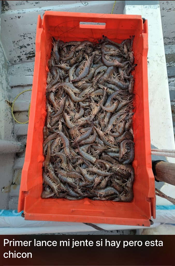 ClouthierManuel's tweet photo. Además de lo azaroso del trabajo pesquero, los pescadores se enfrentan a las importaciones ilegales de camaron de Ecuador que tienen al camaron en México sin precio. Aún así el comienzo de la zafra siempre trae esperanza, ojalá les vaya bien . Les comparto comentarios de un amigo https://t.co/R16YyubP1q
