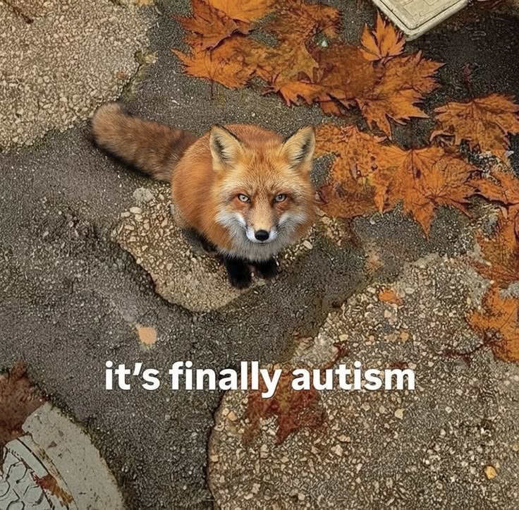 TheFoxLife's tweet photo. https://t.co/ui09jmSFBm