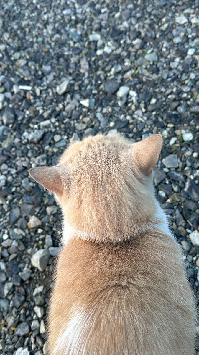 Nwsunm's tweet photo. 고냥이😽 https://t.co/nys0aj69Qn