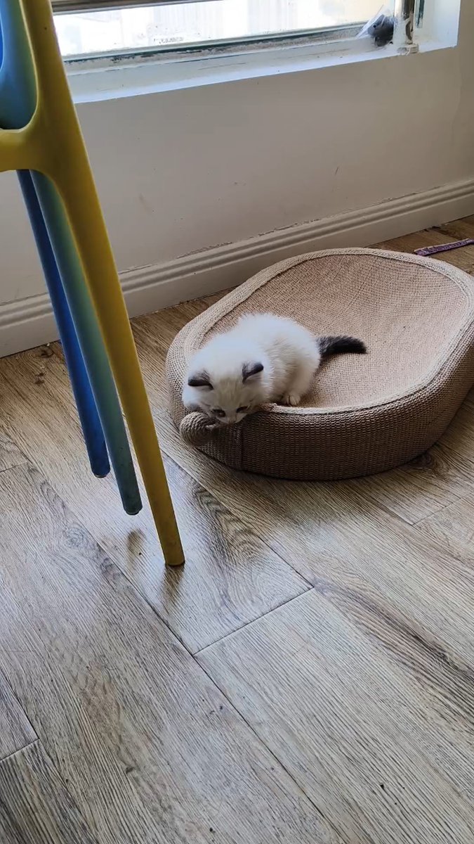 ConsueloTorloo's tweet photo. Got our fluffy kitten Luna last week, and she’s already growing like a weed! Look at that tiny little purr machine taking her first steps on the new cat tree. https://t.co/iDeP1jzkAd