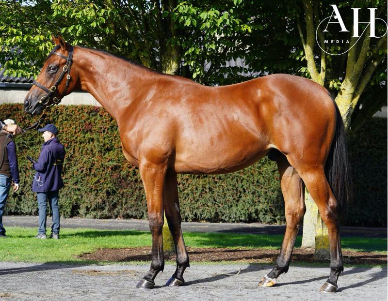 DarleyEurope's tweet photo. 🇮🇪@cooneenstud's striking #SpaceBlues colt (lot 156) sells to @RichardFahey for €75,000 @Tattersalls_IE September Yearling Sale🙌
He is a full-brother to progressive three-time winner Blues and Royals, and from the family of G3 Astra Stakes victor Quick⭐ https://t.co/nusXjTGI3o