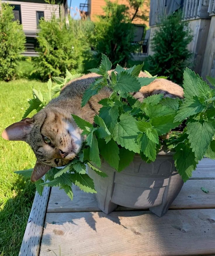 TheBiotaDiary's tweet photo. meow meow's favorite 🐱

#catnip #plant #diary https://t.co/p5U8U7tfDN
