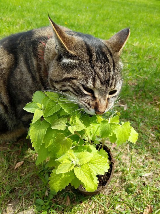 TheBiotaDiary's tweet photo. meow meow's favorite 🐱

#catnip #plant #diary https://t.co/p5U8U7tfDN