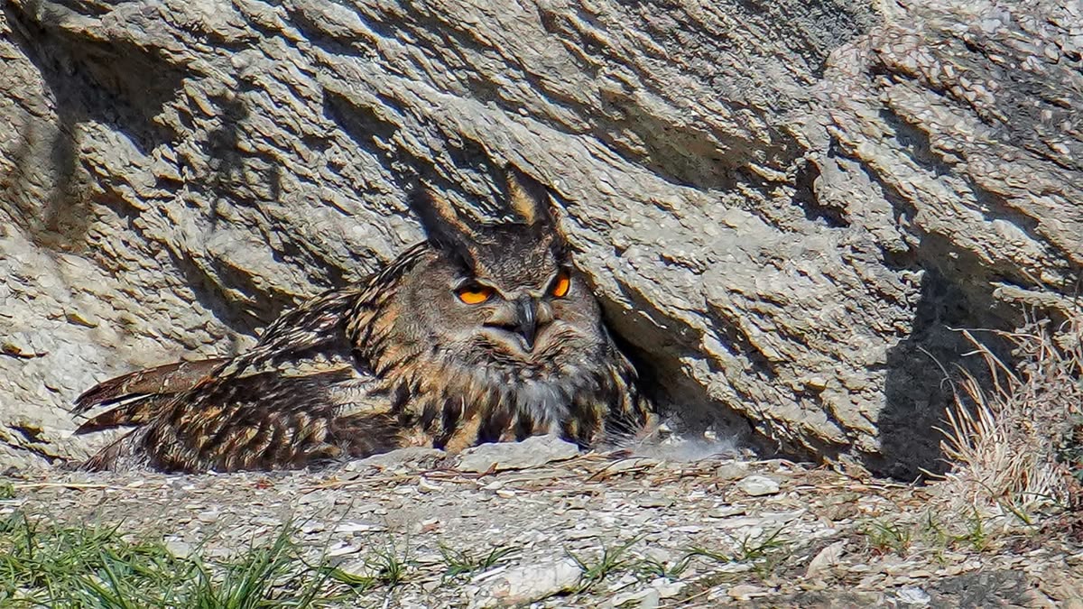 3Owl3Howl3's tweet photo. https://t.co/P8E0PDPp10