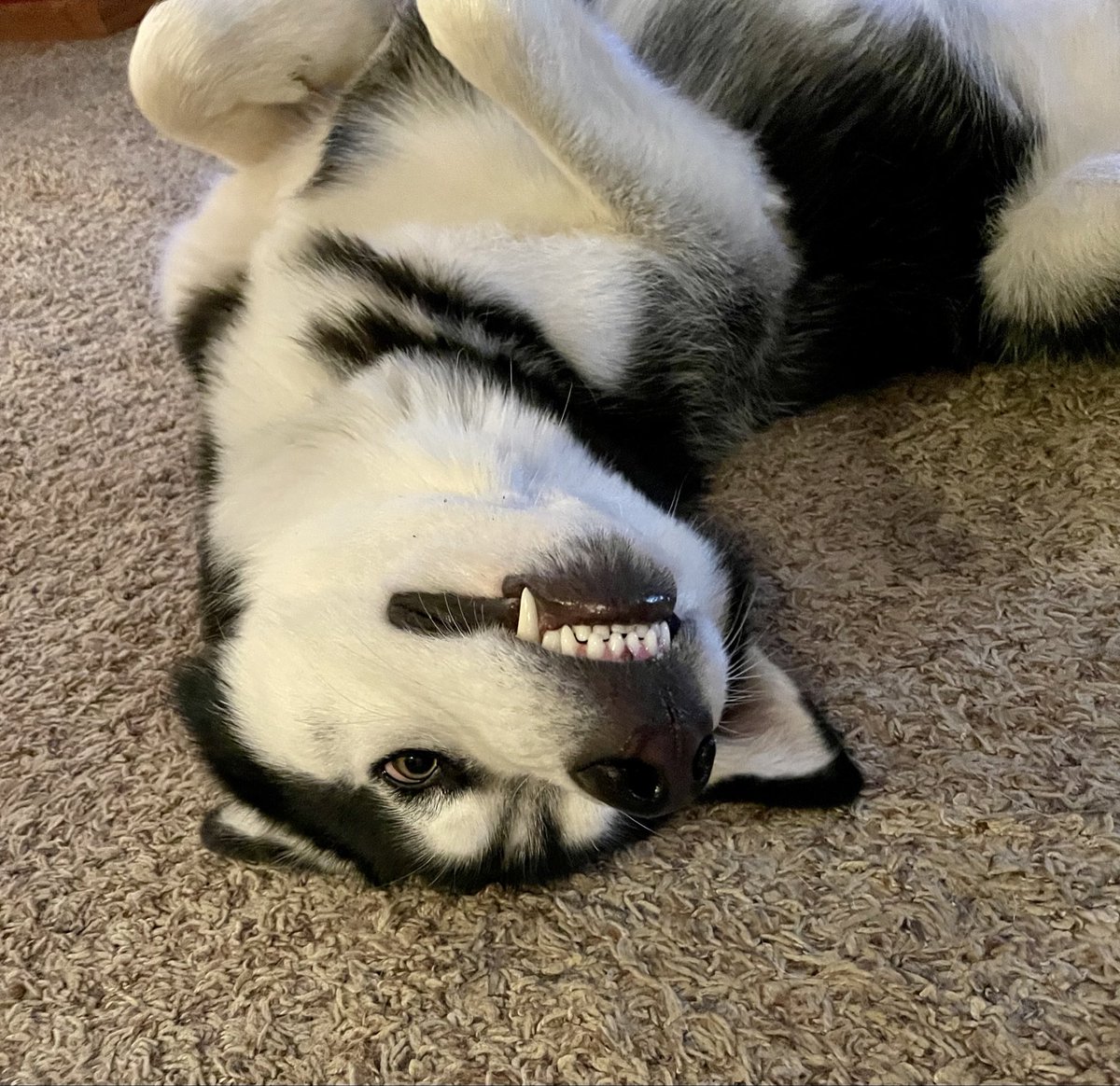 DustinJarrett's tweet photo. Hard to believe, but this goober turns 6 years old today. HAPPY BIRTHDAY DAKOTA!! https://t.co/95lJyIeSAZ