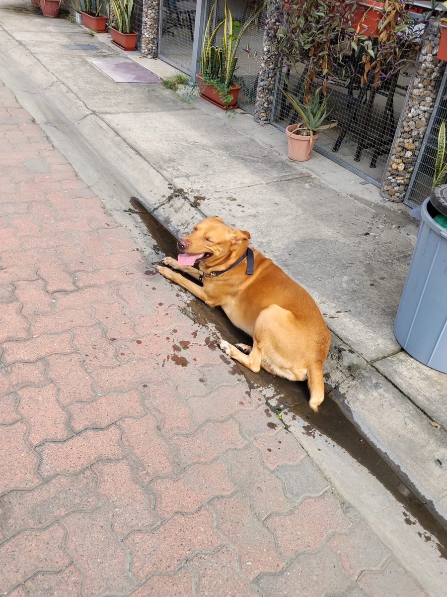 ComunidLaAurora's tweet photo. 🚨 Denuncia Ciudadana 🚨

Este perrito ha sido visto varias veces en las urbanizaciones de #VillaDelRey y parece estar perdido. Busca agua, pero no se deja agarrar y sale corriendo. Fue visto el viernes y nuevamente hoy martes.

Por favor, compartan esta foto. Es posible que su familia lo esté buscando. 🐶🙏

@AlertaMePerdi @RescateAnimalEC 

#LaAurora