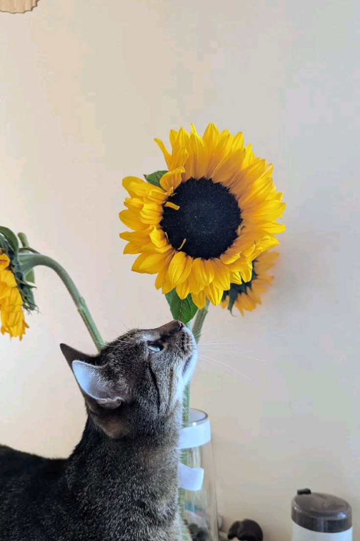 TheBiotaDiary's tweet photo. Curious little ones and sunflower ˚‧｡⋆🌻⋆｡‧˚

#sunflower #flower #diary https://t.co/KXmtHHcBby