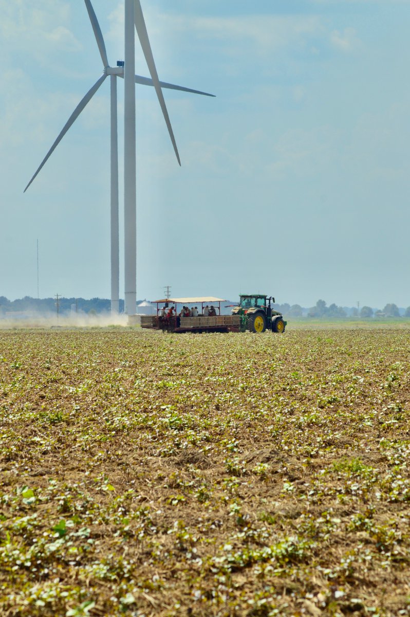 AginArk's tweet photo. Sweet potatoes coming out of the ground in Cross County, Arkansas, where there are about 5,000 acres grown.
Thanks to @AR_Extension's @Jenrae_martin for the photos.
Find more harvest images here: https://t.co/a2q9elsW1A https://t.co/m8cg5T5FXl