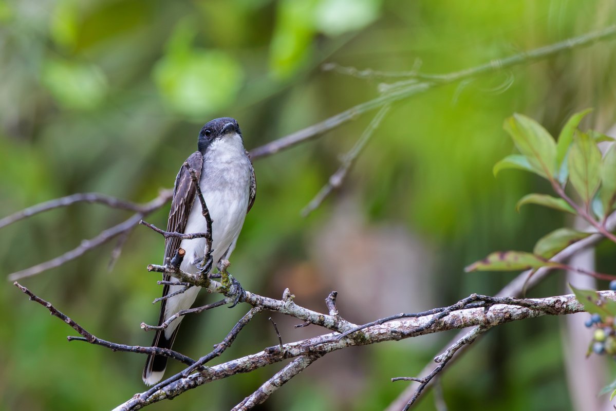 OrangeCoFL's tweet photo. Join us for Beginner Backyard Birding, where we'll walk through our UF IFAS Extension Orange County Exploration Gardens and keep an eye out for our avian neighbors.

📆 Thursday, October 15
🕧 9 to 10:30 am 
📍 6021 S. Conway Road, Orlando 
🎫 Register: https://t.co/p9nEoMH94o https://t.co/haZ2sHfKqV