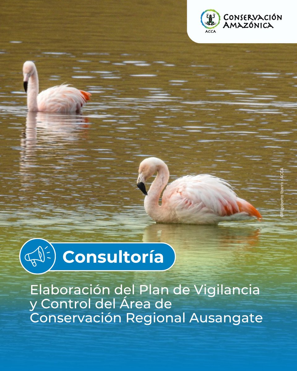 amazonacca's tweet photo. 💼#Consultoría | Conservación Amazónica – ACCA busca un/a profesional para la elaboración del Plan de Vigilancia y control del Área de Conservación Regional Ausangate, mediante un proceso técnico y participativo.

👉 Más información aquí: https://t.co/klJQyuReIf https://t.co/AvuJvNbrQu