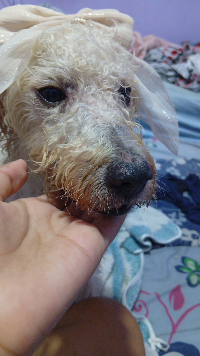 AlertaMePerdi's tweet photo. #PERDIDO #GUAYAQUIL
Nombre: #Muñeca
Fecha: 2026-09-21
Sector: Norte, Bastión popular
Sexo: Hembra
Raza: Metizo
Observación: Tiene un vestido de color blanco con bolitas negras
Contacto: 0964291169
¡Ayúdalo a volver con su familia!
#AlertaMePerdí https://t.co/K7eQF9EPzA
