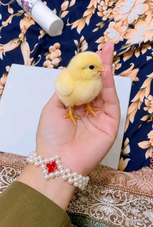 sanashah141764's tweet photo. 50 روپے کا چوزہ لیا ہے 🐥
اس کو بڑا کروں گی، پھر یہ انڈے دے گا 🥚
ان انڈوں سے بچے نکلیں گے، پھر وہ بڑے ہوں گے… 🐣
اور دیکھتے ہی دیکھتے 100+ مرغیاں ہو جائیں گی

پھر وہ انڈے دیں گی، مزید بچے ہوں گے
جب مرغیاں بہت زیادہ ہو جائیں گی تو انہیں بیچ کر ایک الیکٹرک اسکوٹی لوں گی 🛵😂 https://t.co/YE0Hj7ccC8