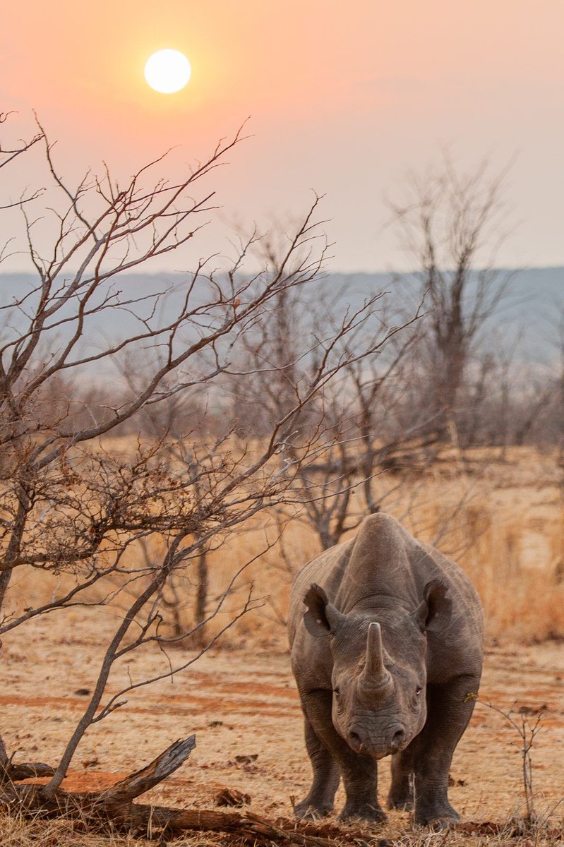ZambeziImpact's tweet photo. World Rhino Day. Africa lost 516 rhinos to poaching in 2024, more than one a day. About 15,750 white and 6,790 black rhinos remain, on roughly 2% of their historical range. Protection works where it is funded. https://t.co/ee4KZVNE8D https://t.co/NpxqLrTuNt