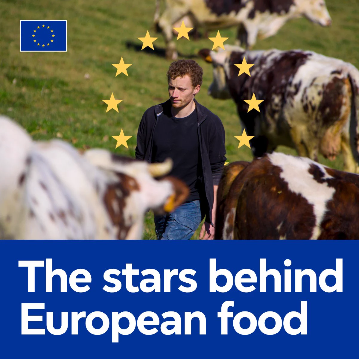 A young male farmer walking through a field surrounded by cattle. A circle of yellow stars frames his upper body, with the European Union flag in the top-left corner. Below the image, white text on a dark blue background reads: "The stars behind European food".