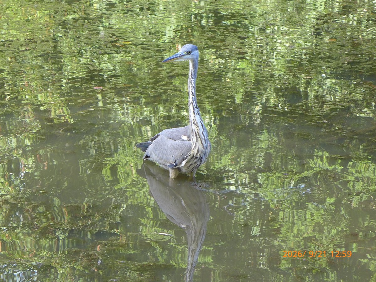 simon_steen's tweet photo. Grey Heron seen yesterday at Erddig Hall near Wrexham. https://t.co/WGSODdaicW
