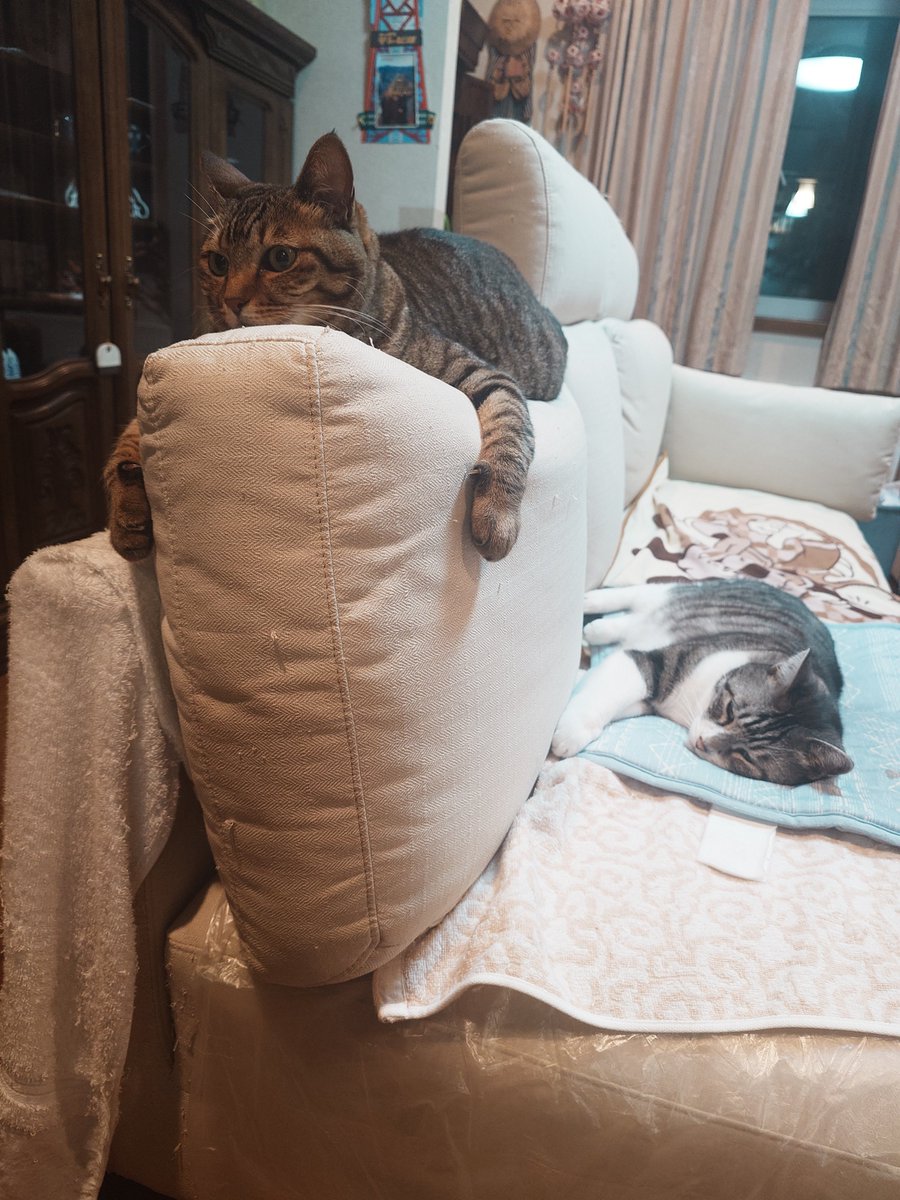 yorutuki35's tweet photo. ねことねこ https://t.co/q9CnkvI9bI