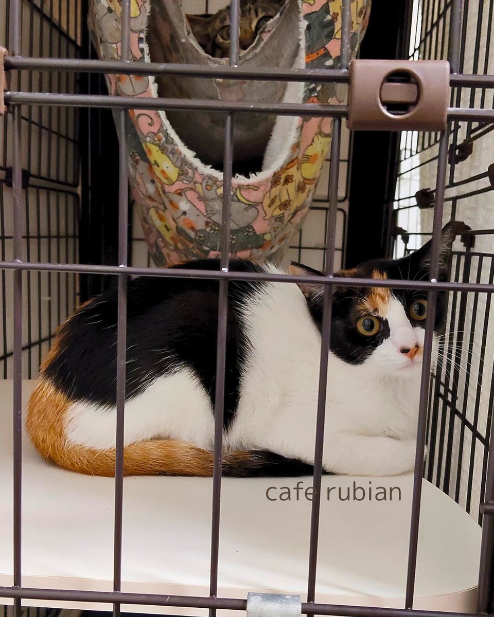 cafe_rubian's tweet photo. 2匹

#保護猫 #猫 #子猫 #三毛猫 #キジトラ #猫のいる生活 #猫のいる暮らし #預かりボランティア #猫好きさんと繋がりたい #Cat #catlife https://t.co/JvDCEWvxLb