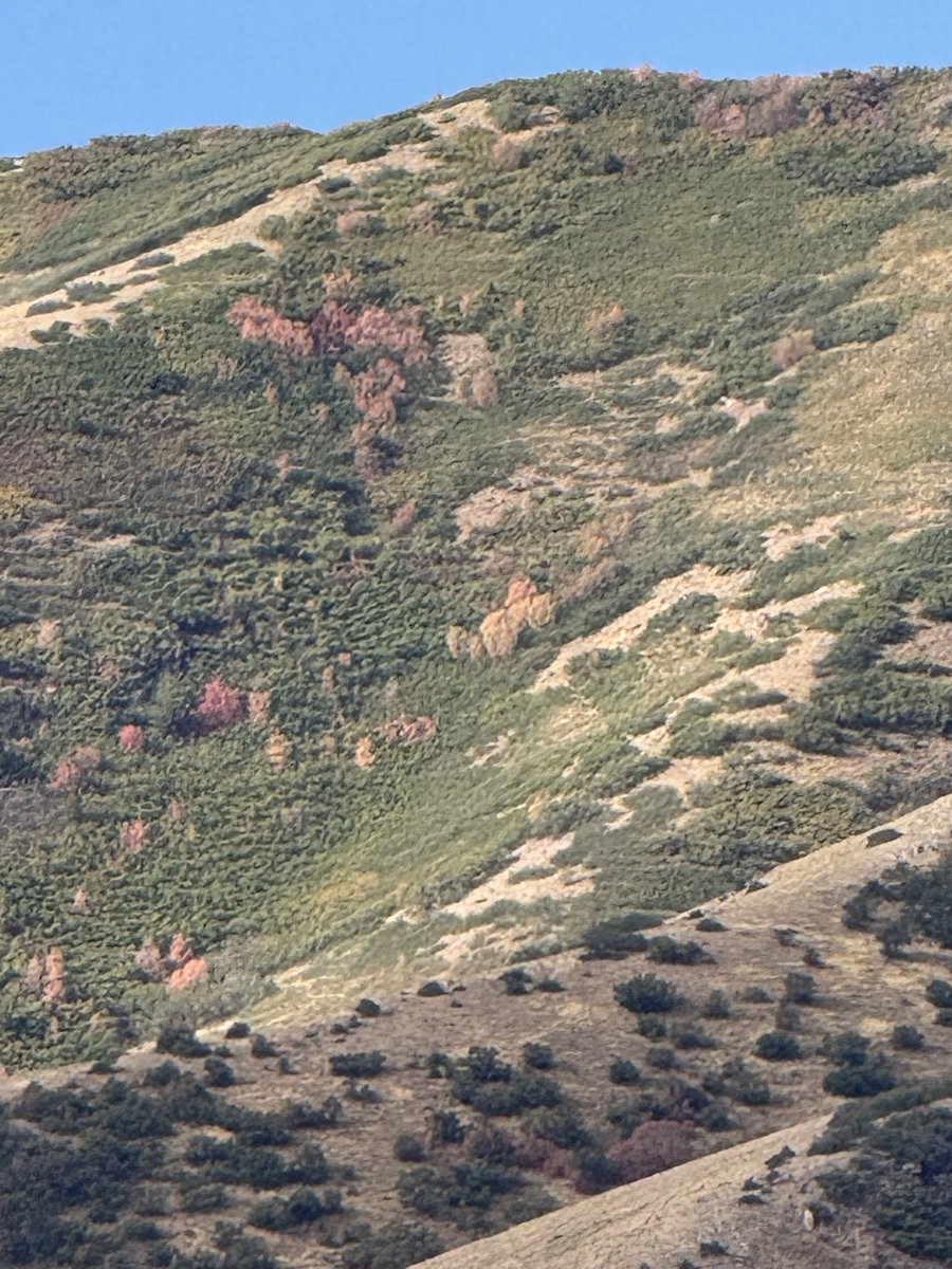 Hollie_Robb's tweet photo. The Oquirrh Mounting trees are changing colors. https://t.co/uszdpzIalw