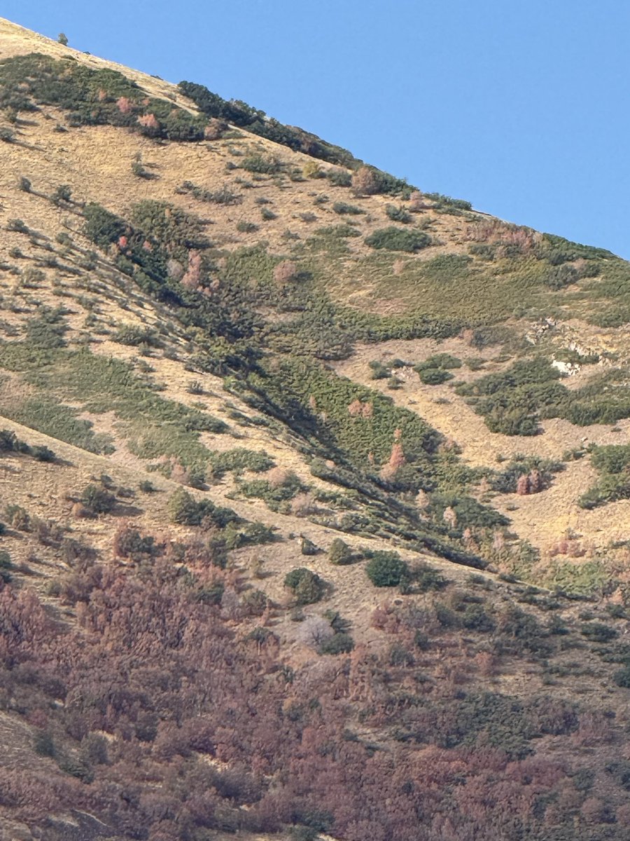 Hollie_Robb's tweet photo. The Oquirrh Mounting trees are changing colors. https://t.co/uszdpzIalw