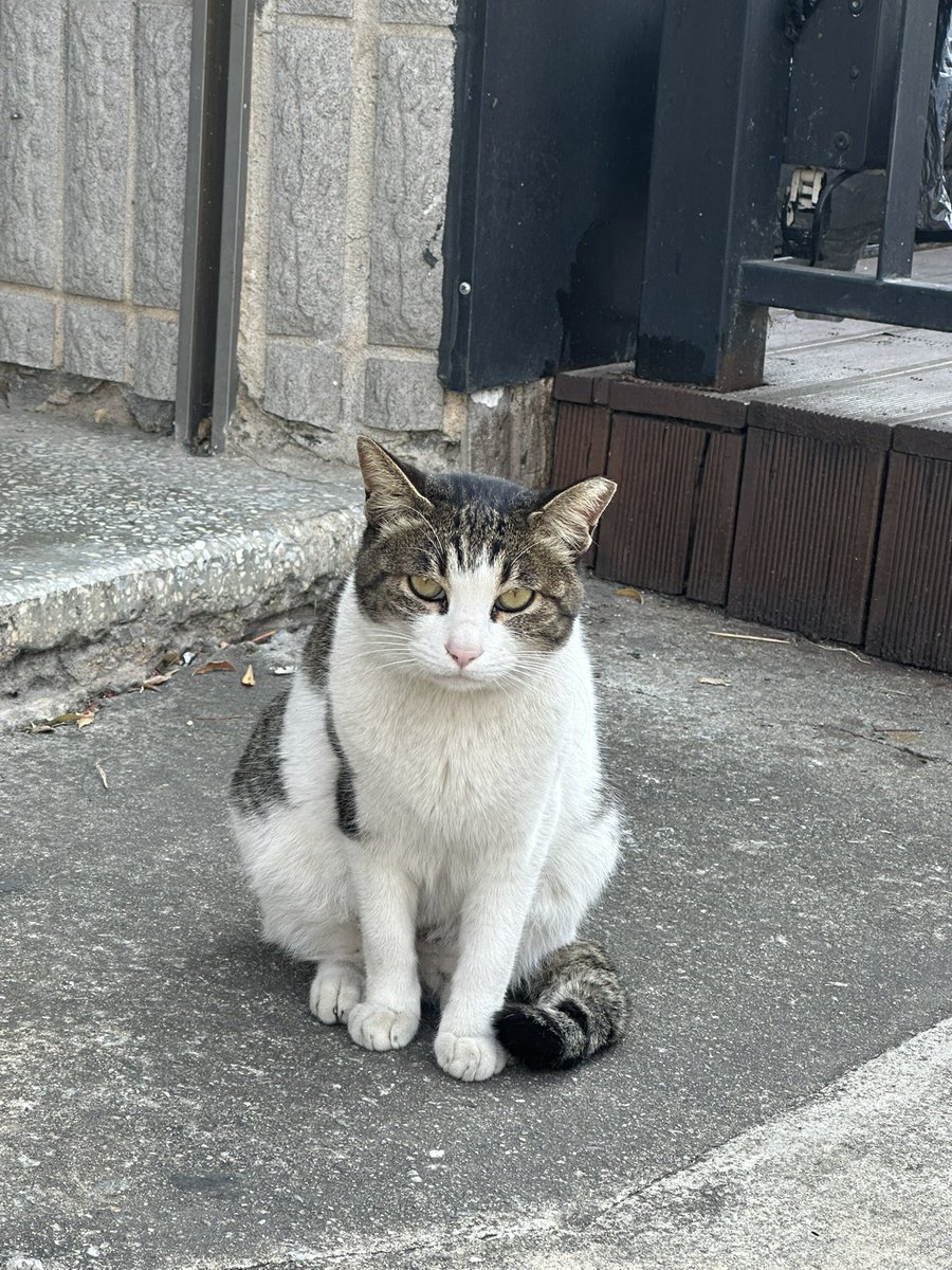 Nwsunm's tweet photo. 고냥이😽2 https://t.co/08gqysVnQj