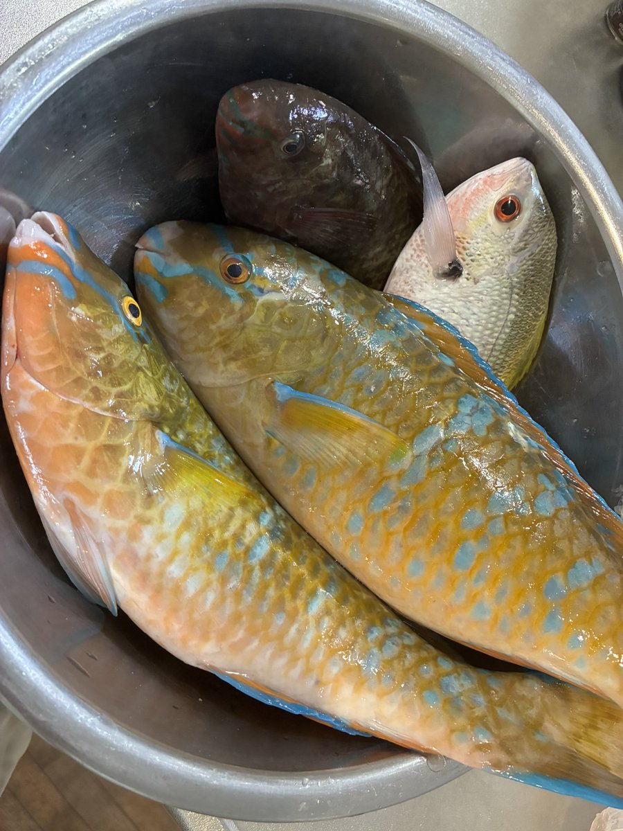 Zu7Nyx's tweet photo. 初めて魚捌いたー！
なかなかに上出来じゃない？ https://t.co/5RIDuJrNl8