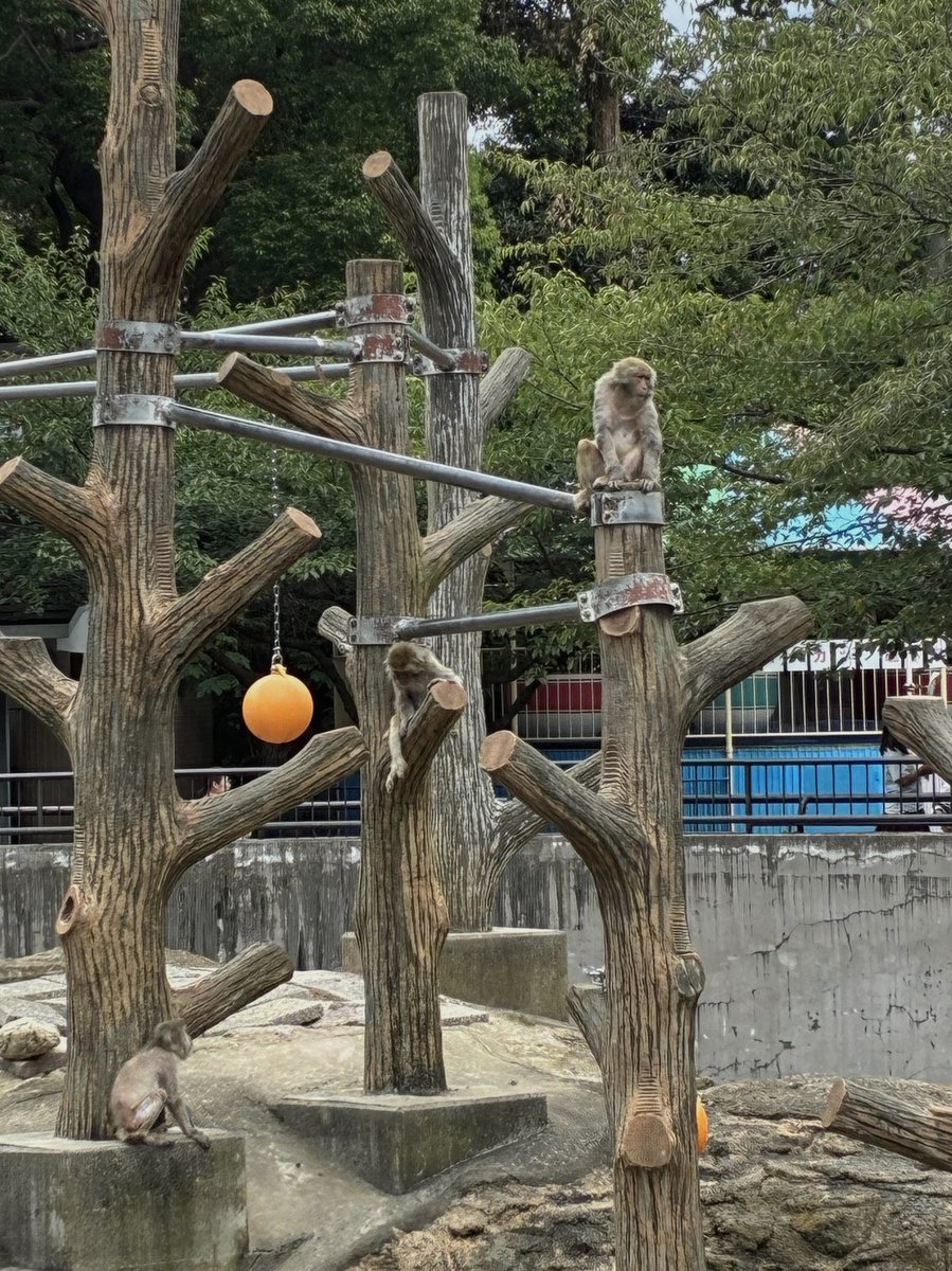 SoryzerTabarnak's tweet photo. くそー
寝床にいる事すら苦痛になってきたから
台所(空いてる部屋がそこしかない)で
なんか軽いストレッチかSwitchでゲームでもして
疲れさすか～ 😮💨 https://t.co/NN2WfMZ6V2