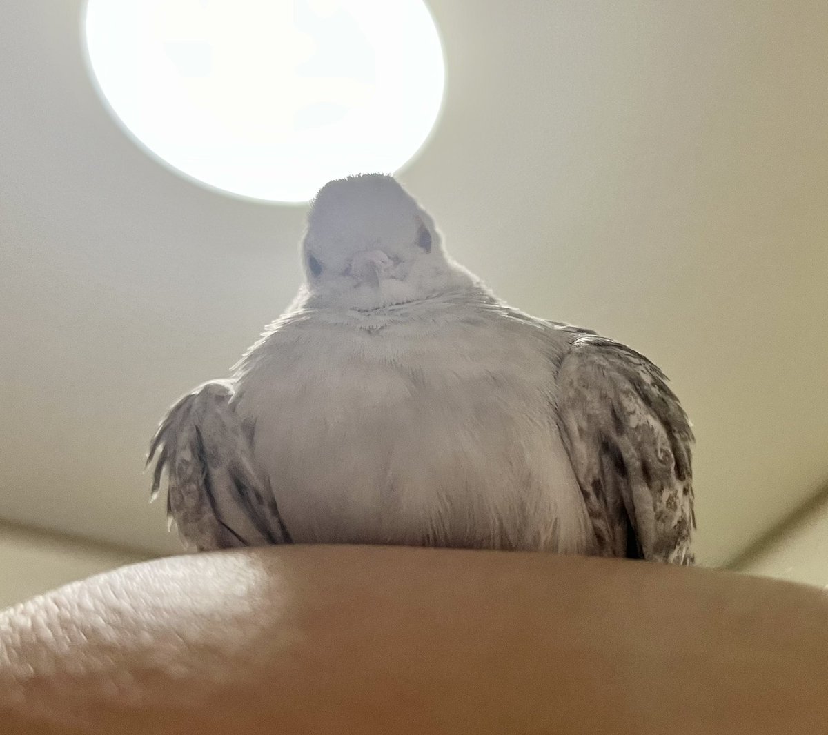 chikichiki_bird's tweet photo. フフフ…デカい鳩だと思ったか？人間よ…

………小さい鳩だ(ﾁｮｺｰﾝ) https://t.co/EuFlRoYO8n