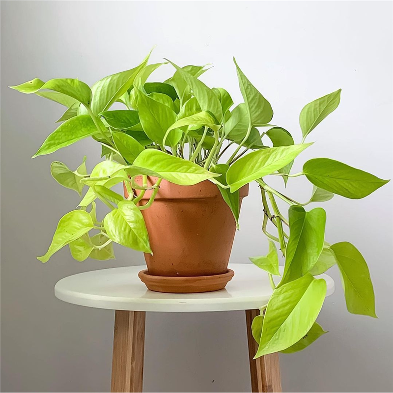 MartiAlcanlrgr's tweet photo. Pro tip for your pothos: Let the top 2 inches of soil dry out between waterings u0026 place it in bright indirect light  It’ll grow like a lush green vibe! https://t.co/l33SQbdtNu