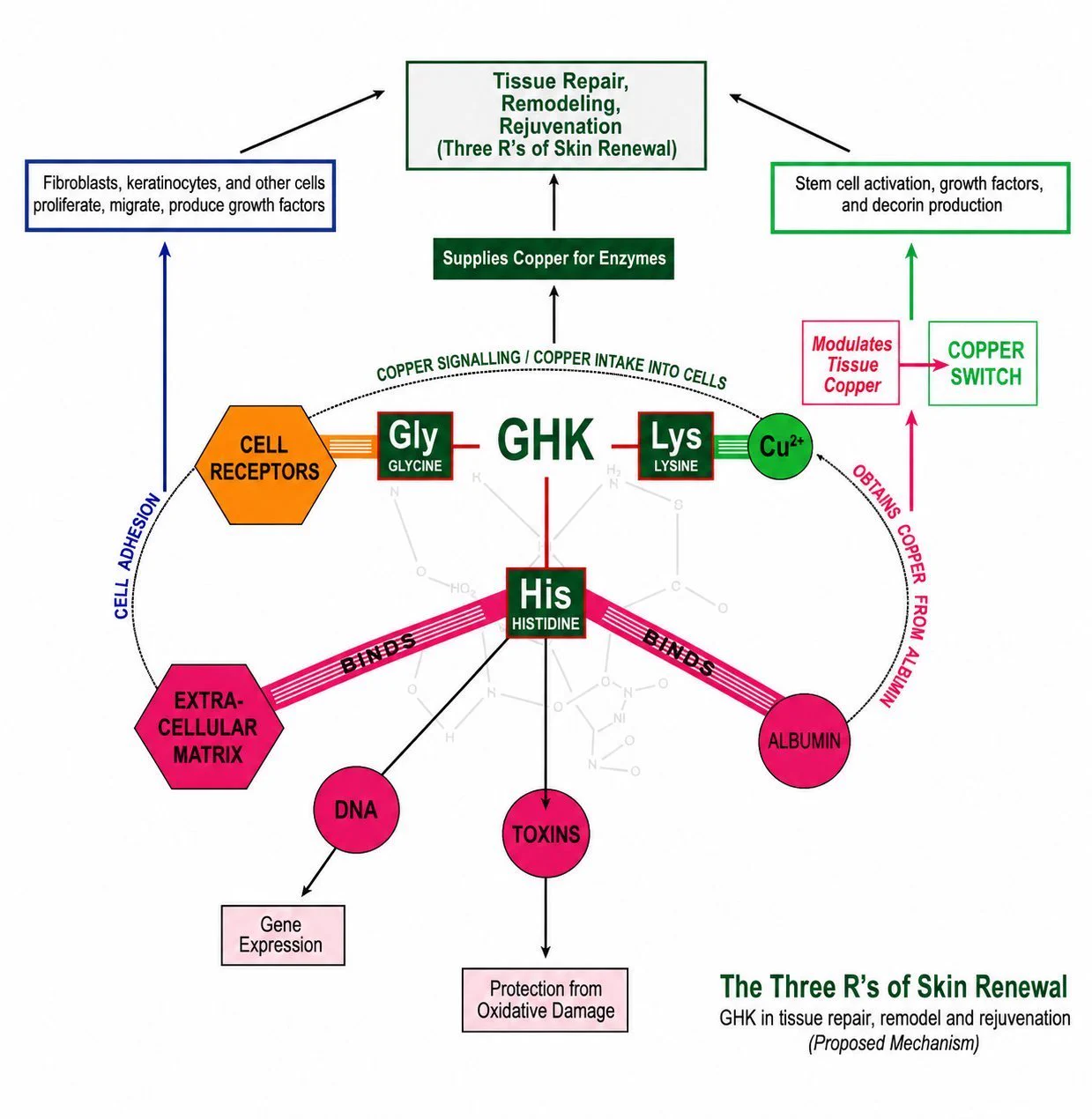 ghk cu antibody formation or immune response long term Superpower on X: 