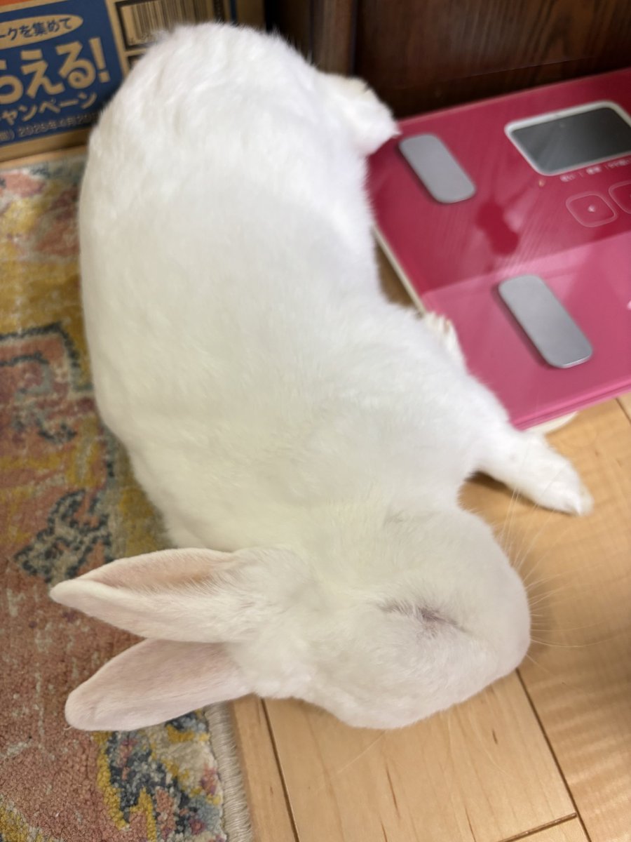 hakuhohat's tweet photo. 熟睡💤
むちコロでかわいすぎて私が生んだかと思った🫢 https://t.co/AtQKz9KzZm