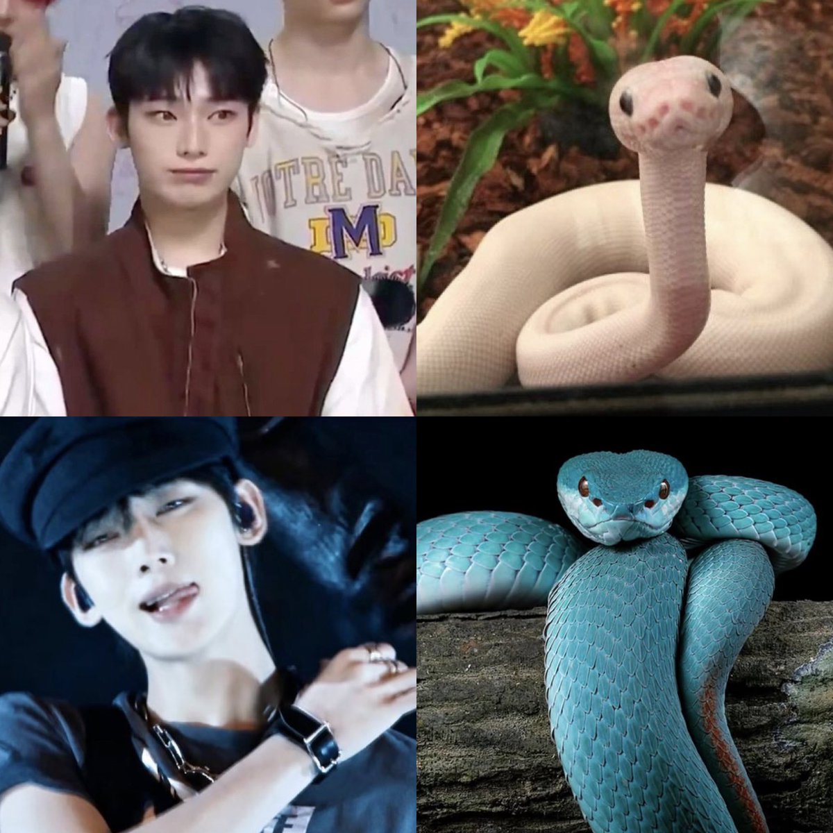 enchipen's tweet photo. every day i believe in the sunoo snake agenda a little more https://t.co/Ekqt9Av4K9
